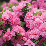 Shade Shrubs