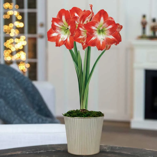 Champagne Dream Single Minerva Potted Amaryllis Bulb Gift