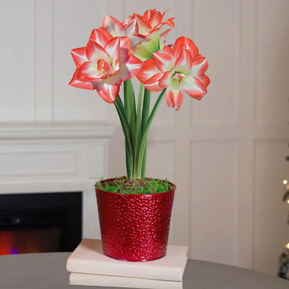 Joyous Season Single Blossom Peacock Potted Amaryllis Bulb Gift