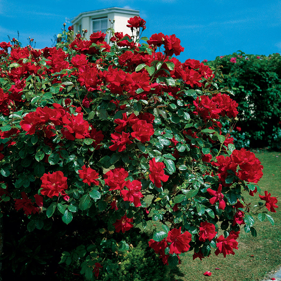 Rosa Don Juan