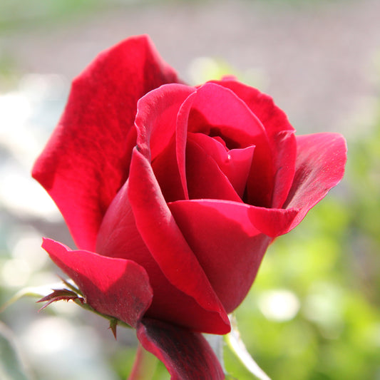 Rosa Don Juan