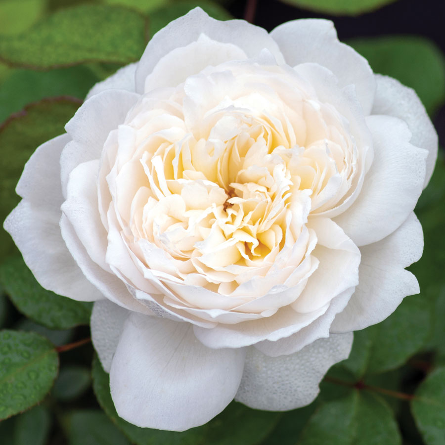 Rosa Bolero™