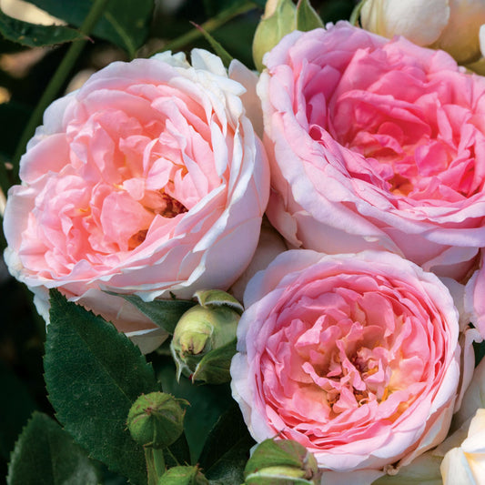 Rosa Sweet Rose of Mine