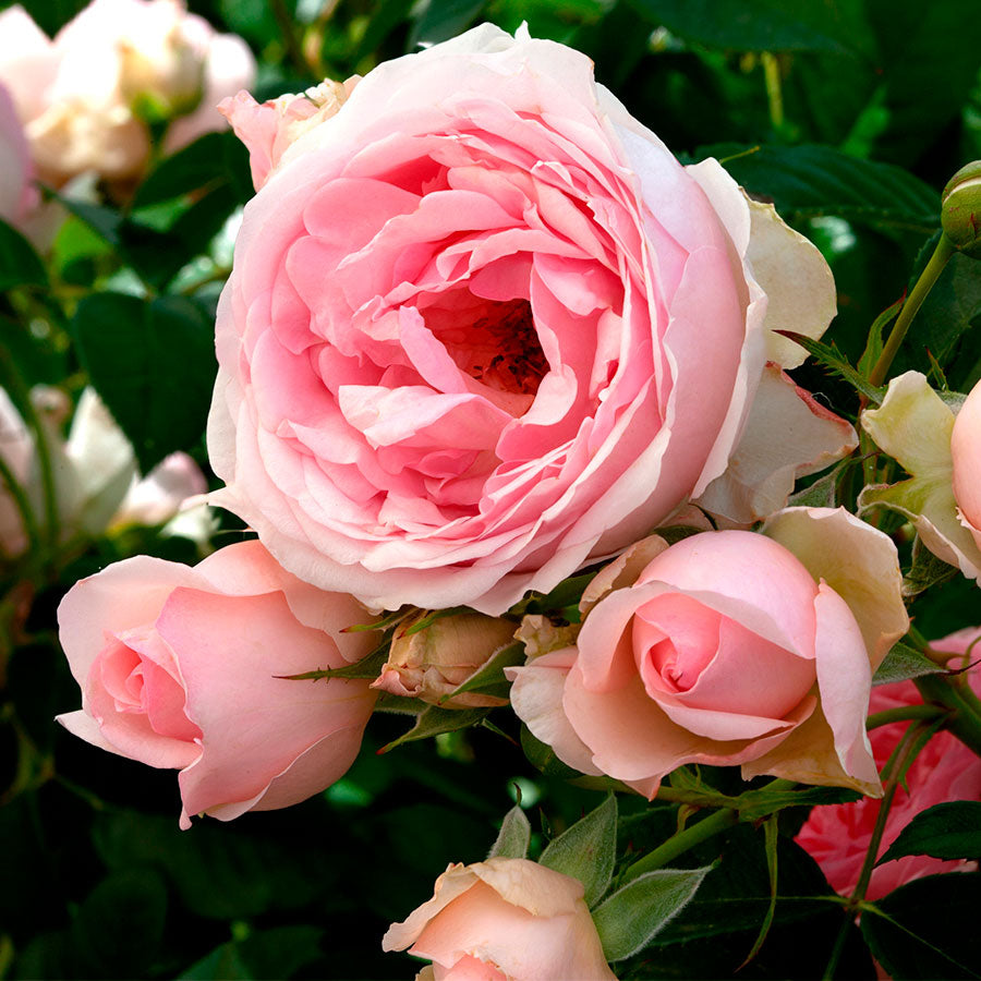 Rosa Sweet Rose of Mine