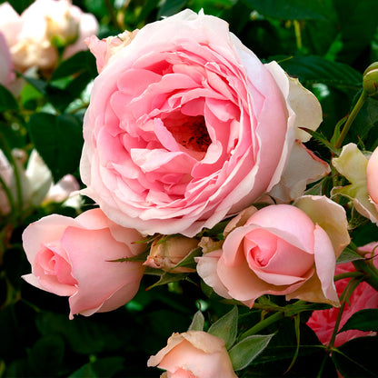 Rosa Sweet Rose of Mine