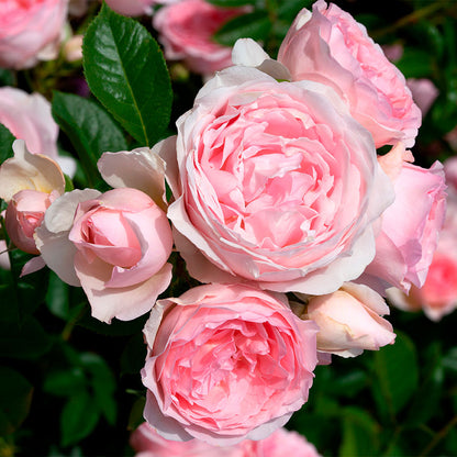Rosa Sweet Rose of Mine