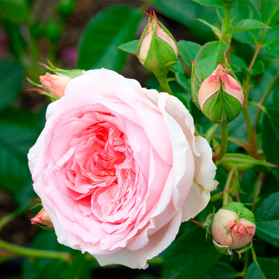 Rosa Sweet Rose of Mine