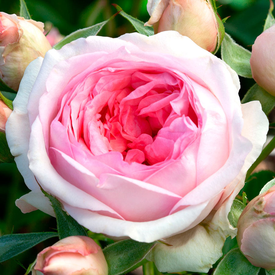 Rosa Sweet Rose of Mine
