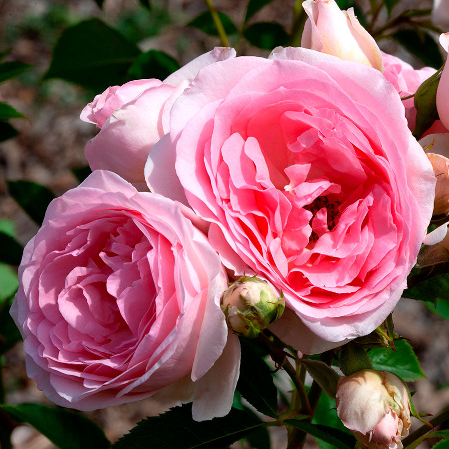 Rosa Sweet Rose of Mine
