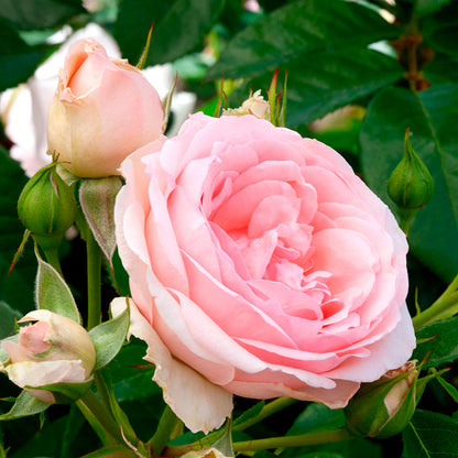 Rosa Sweet Rose of Mine