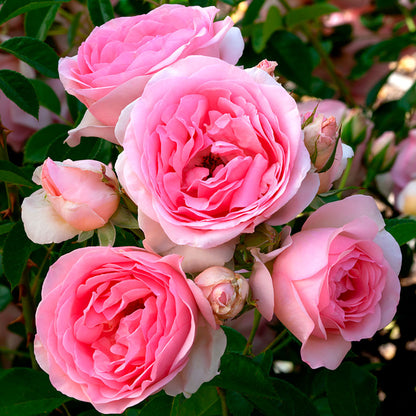 Rosa Sweet Rose of Mine