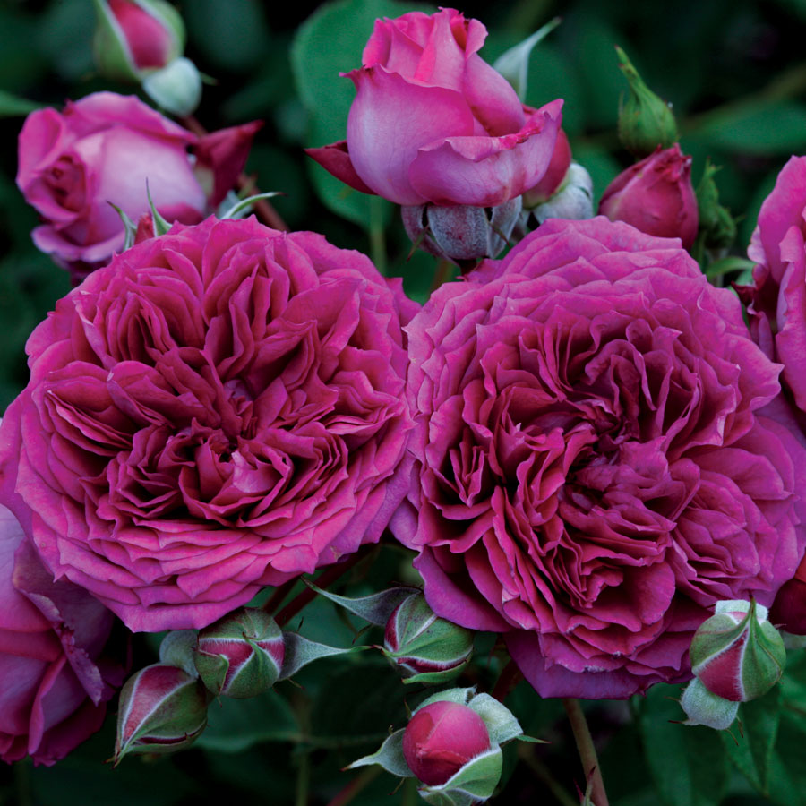 Wayside Gardens Rosa