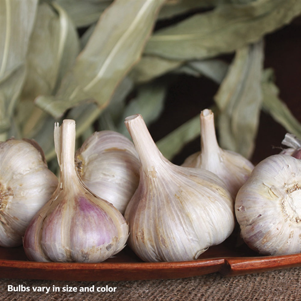 Garlic Musik Organic Bulbs