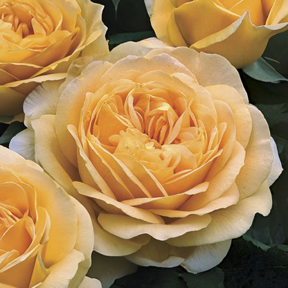 Rosa Golden Zest