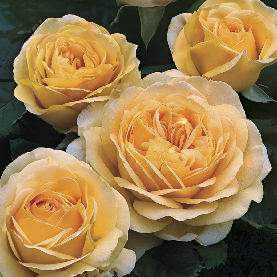 Rosa Golden Zest