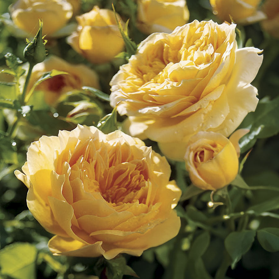 Rosa Golden Zest