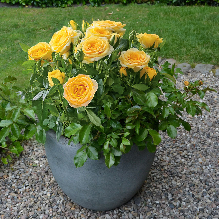 Rosa Golden Zest