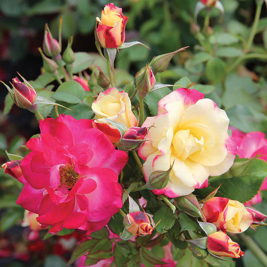 Rosa Campfire