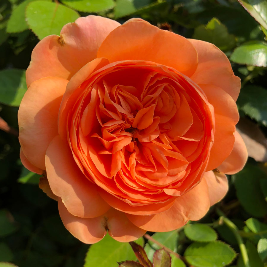Rosa Double Ambre