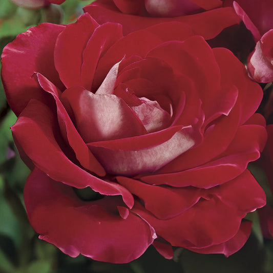 Rosa Ronald Reagan