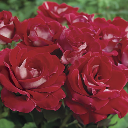 Rosa Ronald Reagan