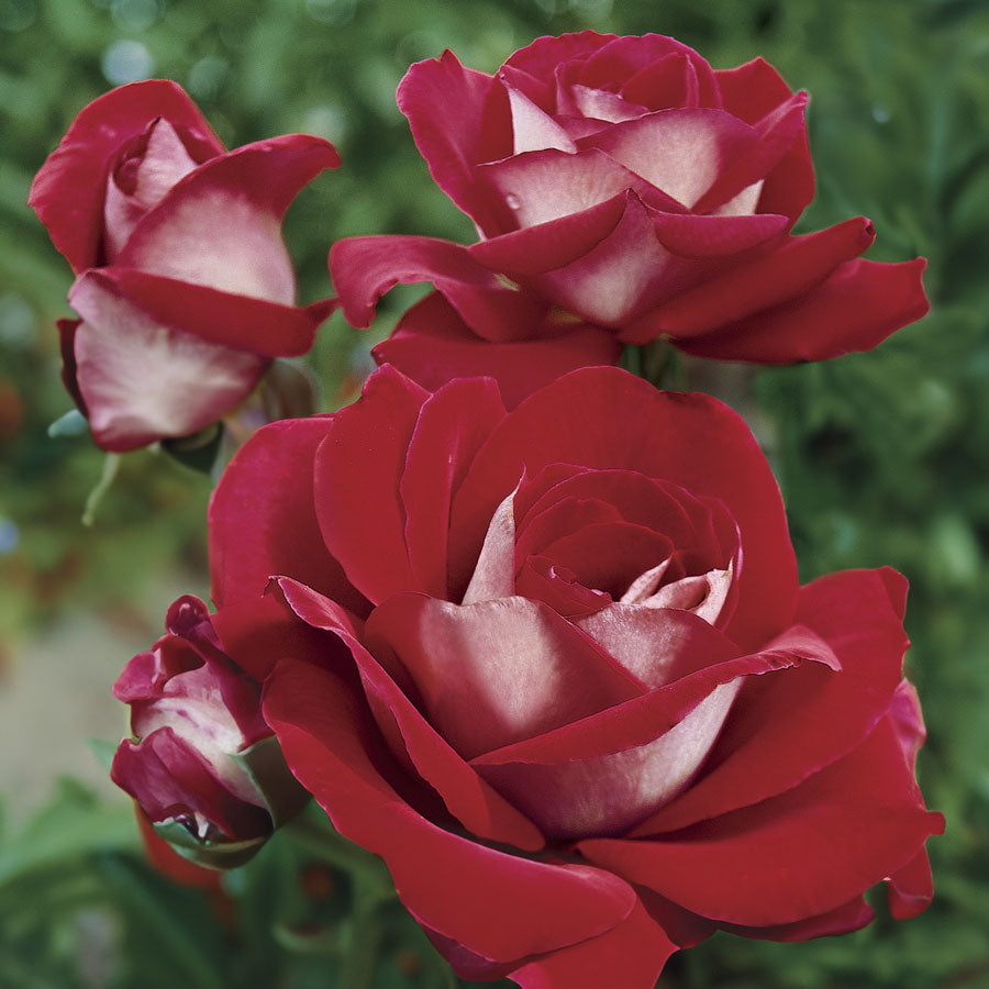 Rosa Ronald Reagan