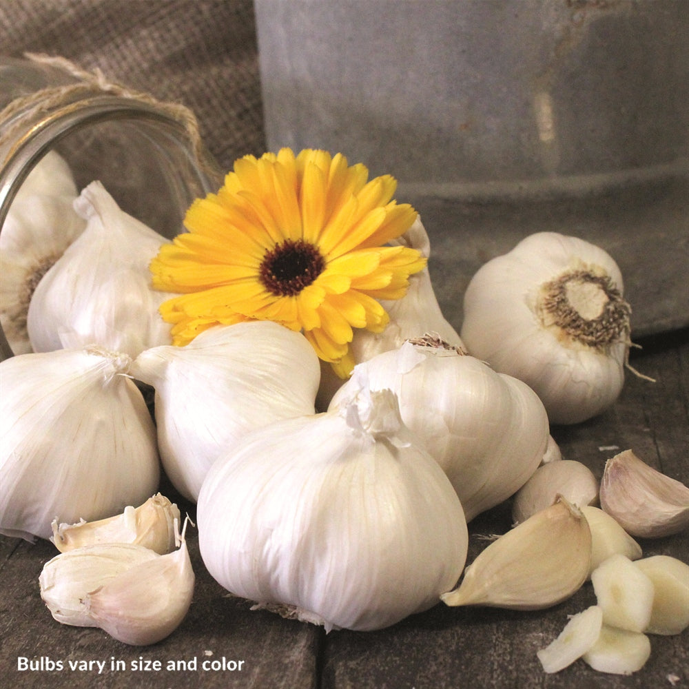 Garlic Silver Rose Bulbs