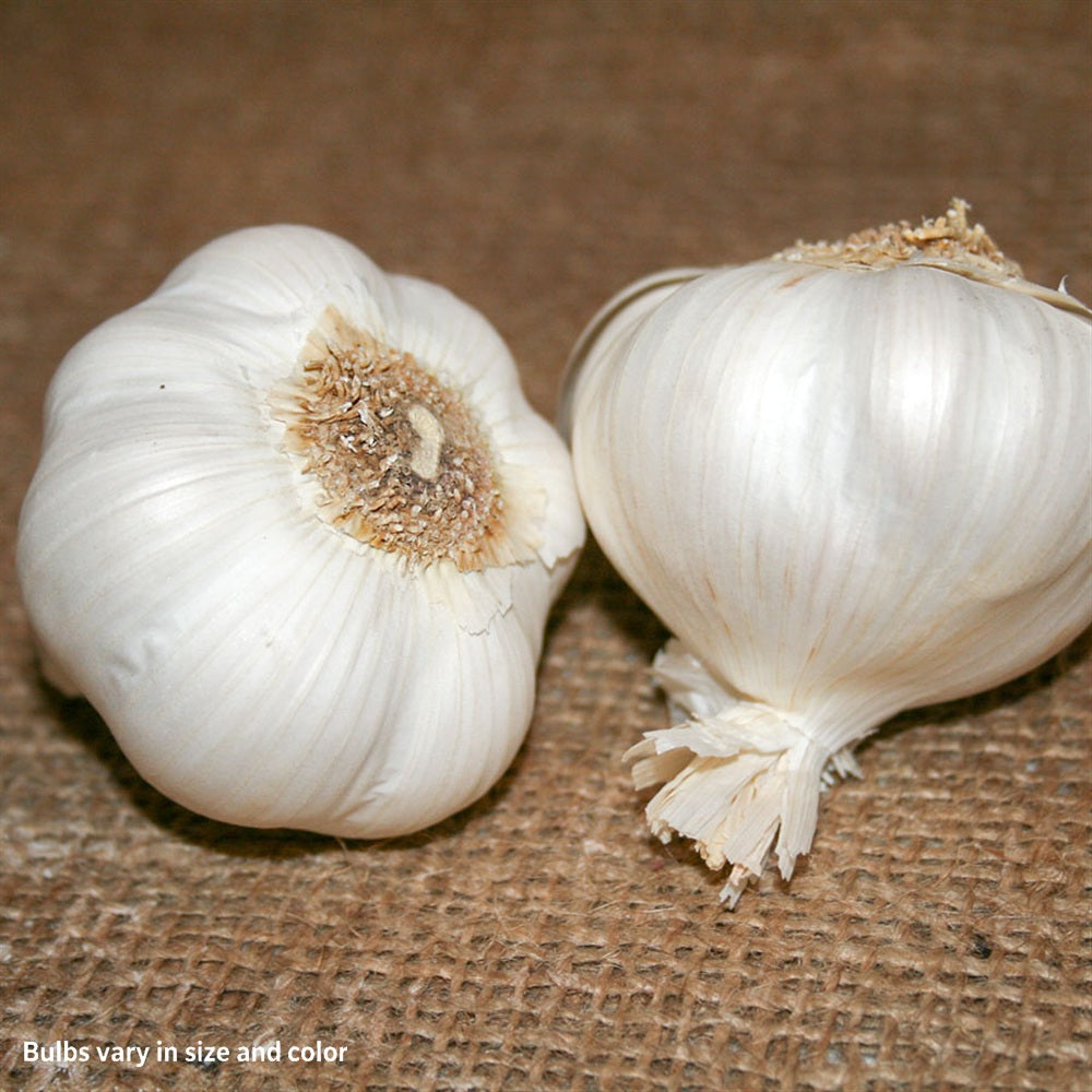 Garlic Italian Late Bulbs