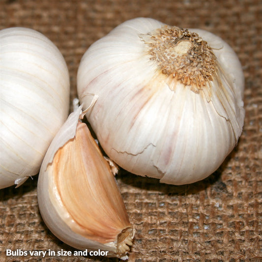 Garlic California Late Bulbs