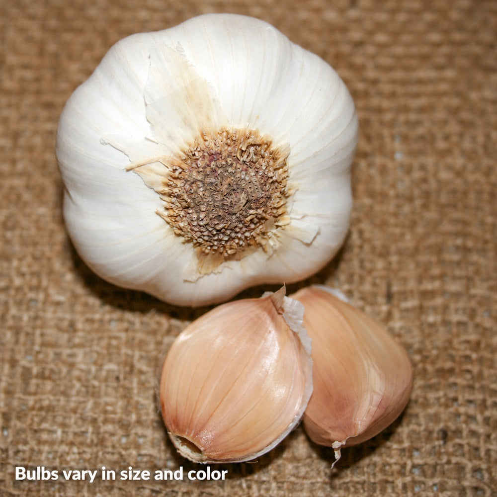Garlic Mild French Bulbs