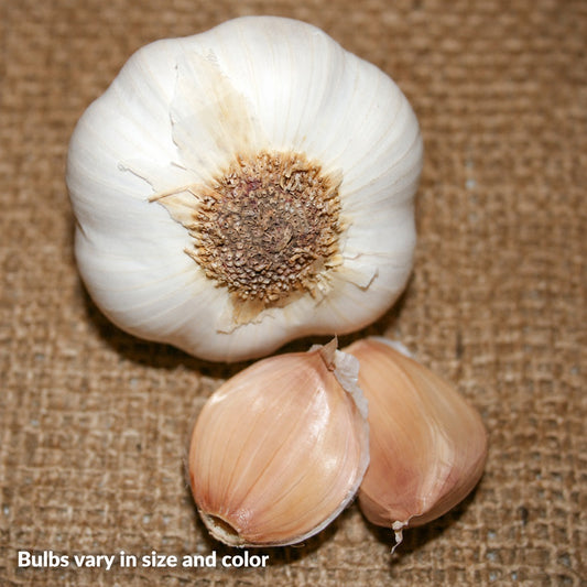 Garlic Mild French Bulbs