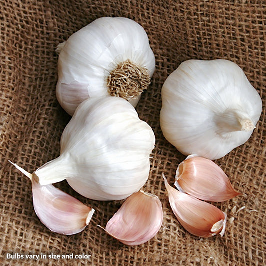 Garlic Idaho Silver Bulbs