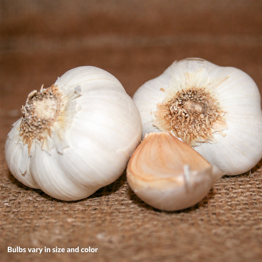 Garlic California Select Bulbs