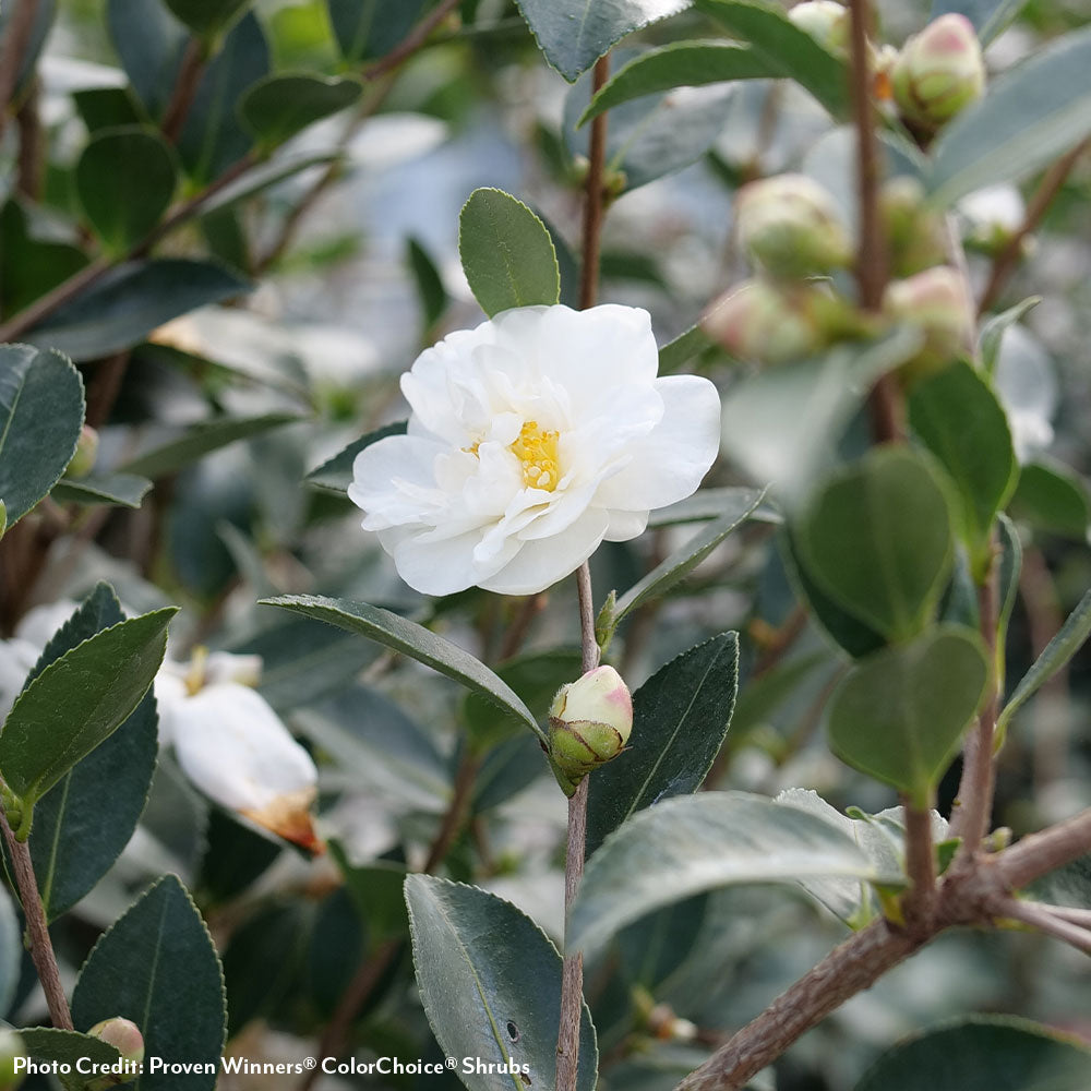 Camellia Just Chill® Double White