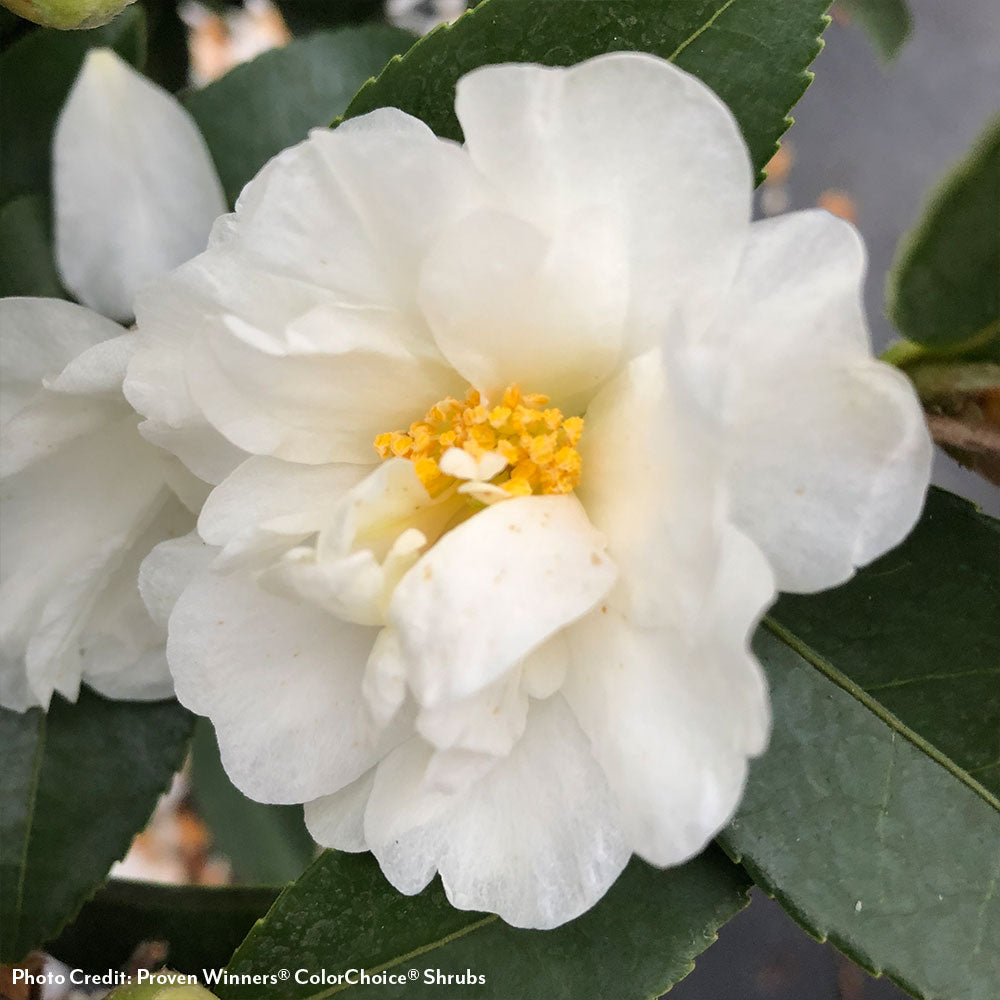 Camellias for Sale – Wayside Gardens