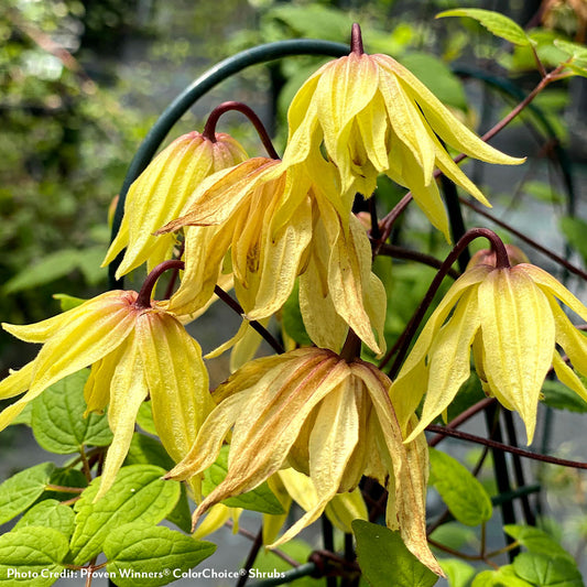 Clematis Funyella®