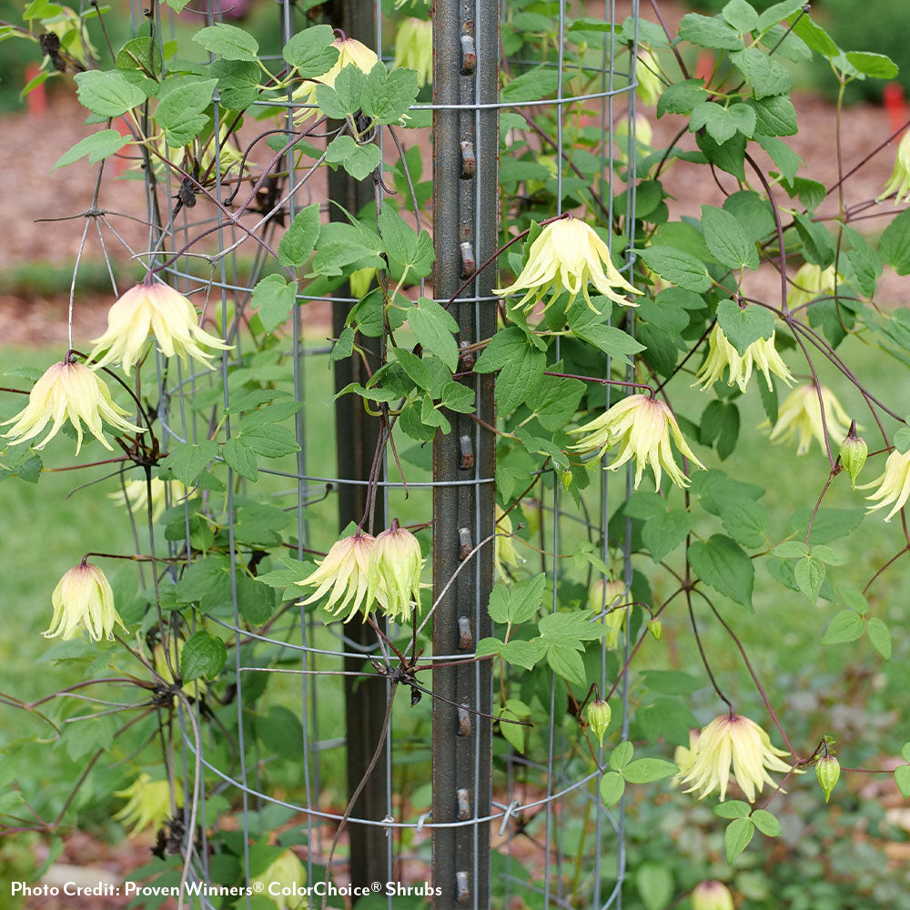 Clematis Funyella®