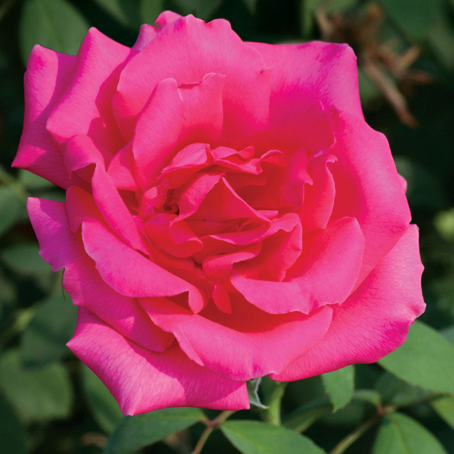 Rosa Astounding Glory