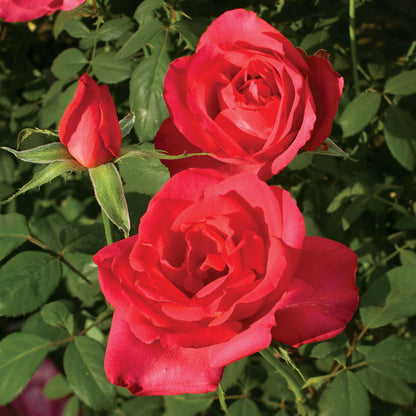 Rosa Astounding Glory