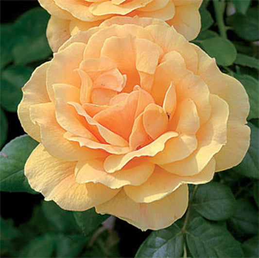 Rosa Easy Going™
