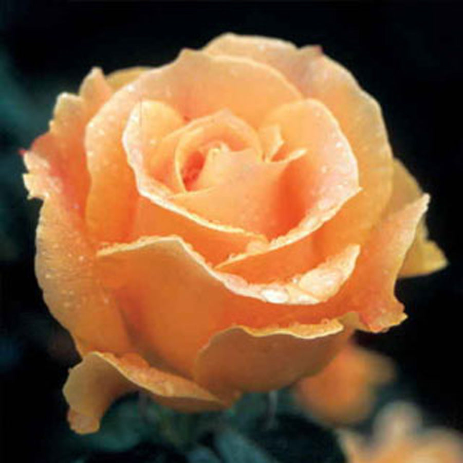 Rosa Easy Going™
