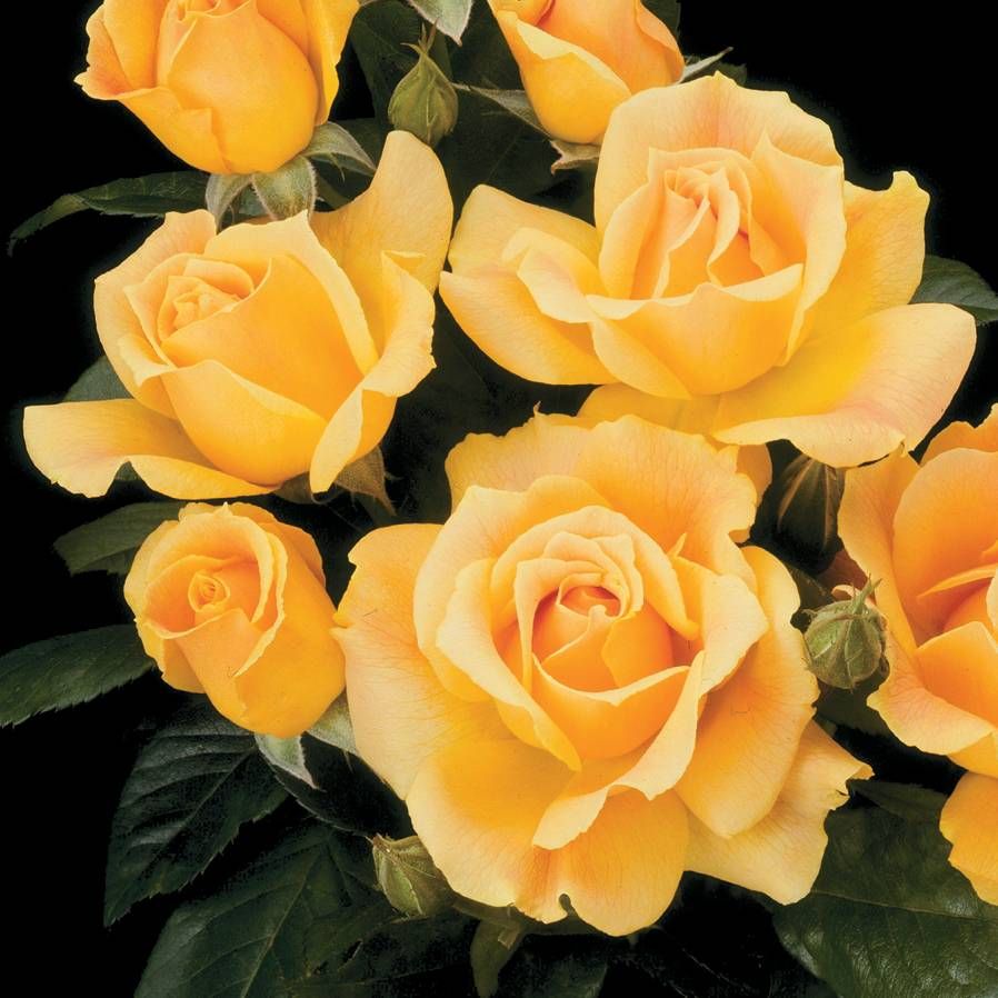 Wayside Gardens Easy Going Floribunda Rose