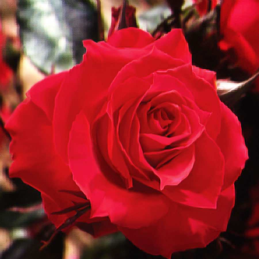 Rosa Double Red Simplicity
