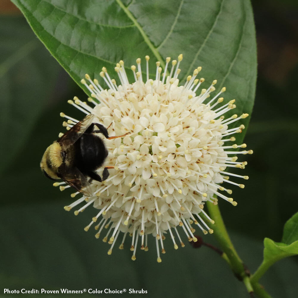 Cephalanthus Sugar Shack 2.0 Dwarf Buttonbush