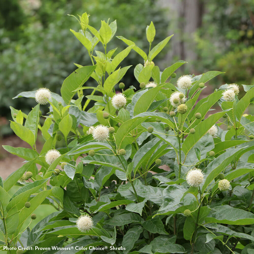 Cephalanthus Sugar Shack 2.0 Buttonbush