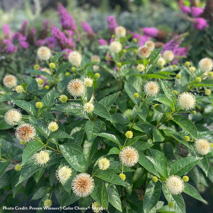 Cephalanthus Sugar Shack® 2.0 Dwarf Buttonbush
