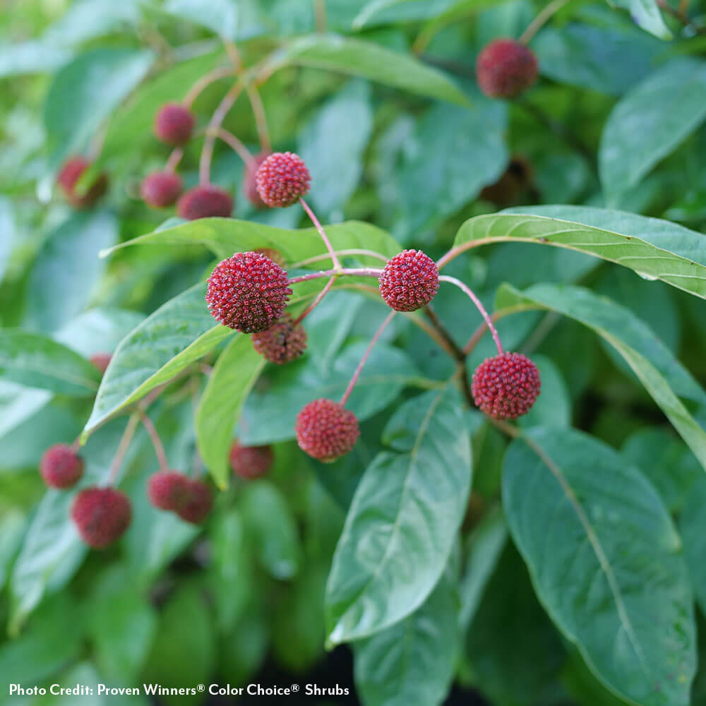 Cephalanthus Sugar Shack® 2.0 Dwarf Buttonbush