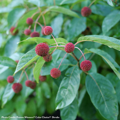 Cephalanthus Sugar Shack® 2.0 Dwarf Buttonbush