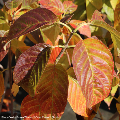Cephalanthus Sugar Shack® 2.0 Dwarf Buttonbush