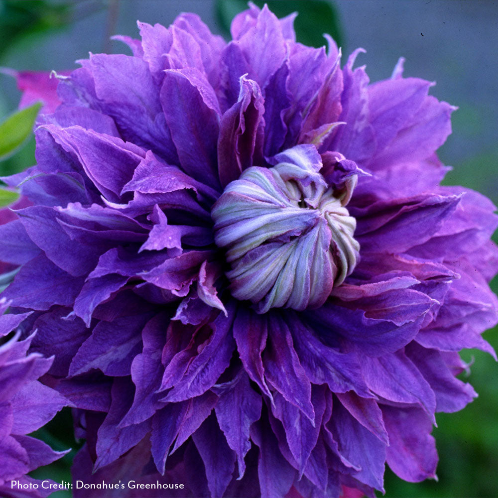 Clematis Diamantina™